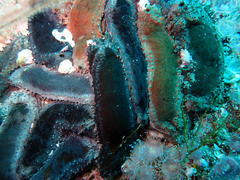 Pentacta doliolum