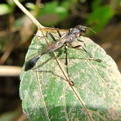 Eremnophila aureonotata