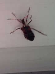 Leptoglossus occidentalis