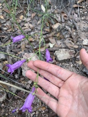 Penstemon stenophyllus