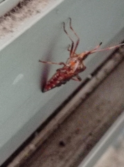 Leptoglossus occidentalis