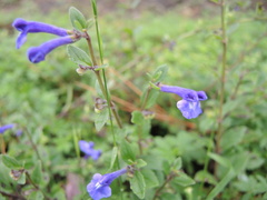 Scutellaria hispidula
