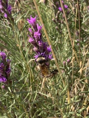 Bombus appositus