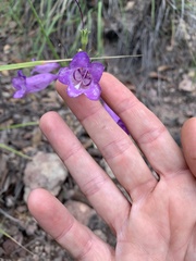 Penstemon stenophyllus