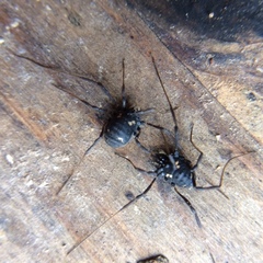 Paranemastoma quadripunctatum