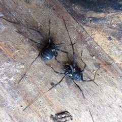 Paranemastoma quadripunctatum