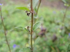 Scutellaria hispidula