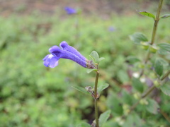 Scutellaria hispidula