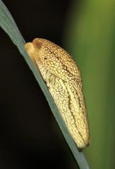 Urocyclidae