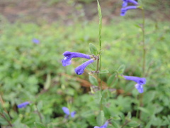 Scutellaria hispidula