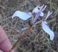 Moraea tripetala tripetala