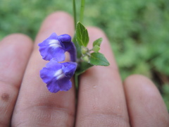 Scutellaria hispidula
