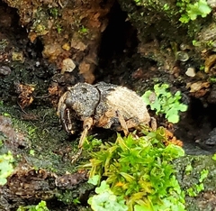 Cryptorhynchus fuscatus