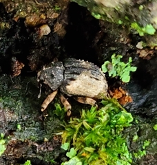 Cryptorhynchus fuscatus