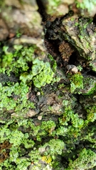 Cryptorhynchus fuscatus