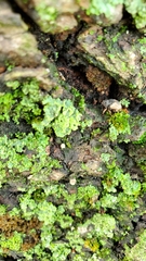 Cryptorhynchus fuscatus