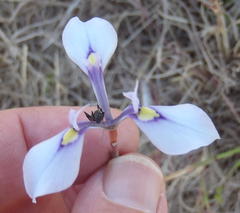 Moraea tripetala tripetala