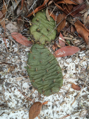 Opuntia humifusa