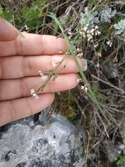Asperula tenella