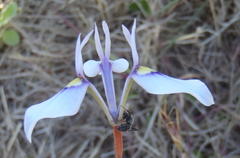 Moraea tripetala tripetala