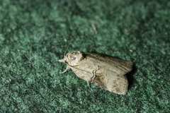 Nycteola asiatica