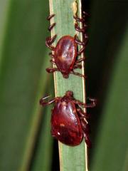 Rhipicephalus maculatus