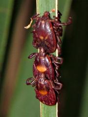 Rhipicephalus maculatus