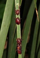 Rhipicephalus maculatus