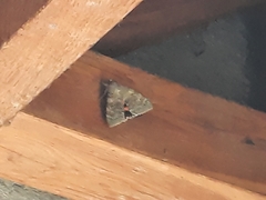 Catocala nupta