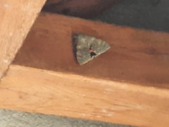Catocala nupta