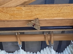 Catocala nupta