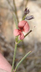 Indigofera leptocarpa