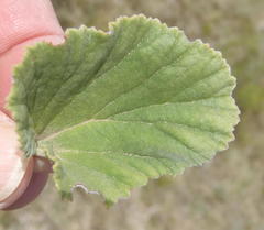 Pelargonium reniforme