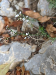 Asperula supina