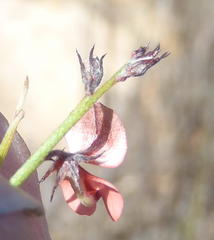 Indigofera leptocarpa