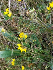 Lotus corniculatus