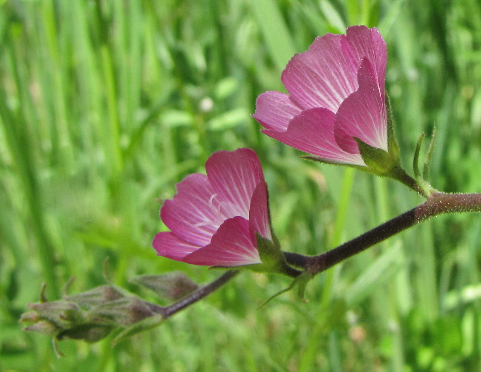 Sidalcea glaucescens