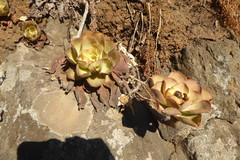 Aeonium nobile image