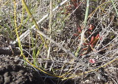 Indigofera leptocarpa