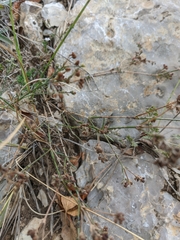 Asperula supina