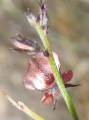 Indigofera leptocarpa