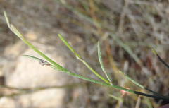 Indigofera leptocarpa
