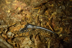 Plethodon teyahalee