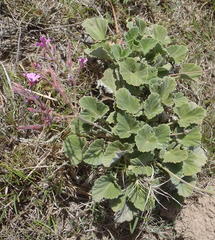 Pelargonium reniforme
