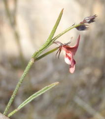 Indigofera leptocarpa