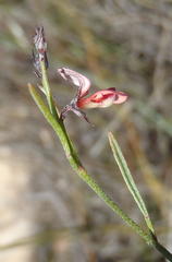 Indigofera leptocarpa