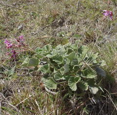 Pelargonium reniforme