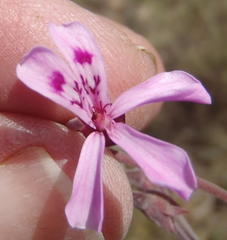 Pelargonium reniforme