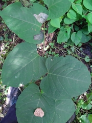 Reynoutria × bohemica