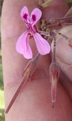 Pelargonium reniforme